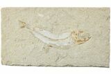 Cretaceous Fossil Fish - Lebanon #238361-1